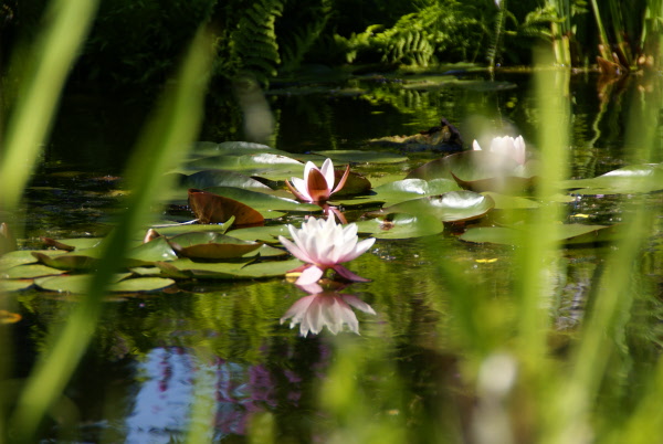 Natuurlijke tuin met grote vijver en waterloop Hoveniersbedrijf DECAtuinen Almere Flevoland