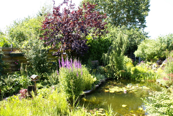Natuurlijke tuin met grote vijver en waterloop Hoveniersbedrijf DECAtuinen Almere Flevoland