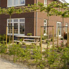 Tuin met dakbomen en veel beplanting Hoveniersbedrijf DECAtuinen Almere Flevoland